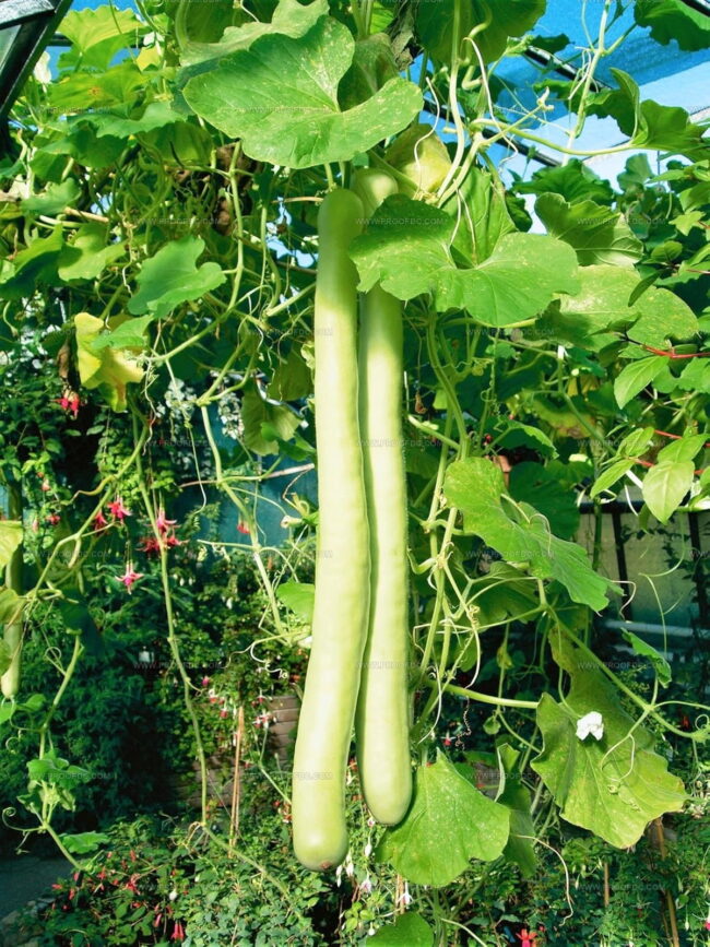 Cucuzza