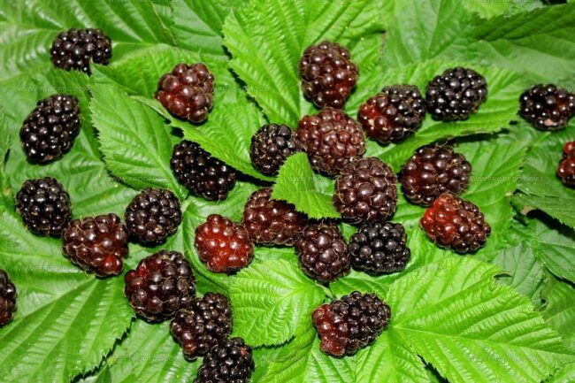 What Does Boysenberry Taste Like?