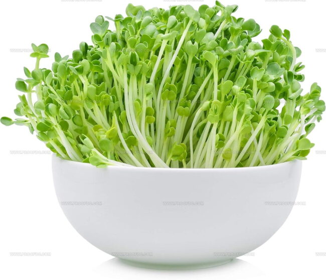 Arugula
