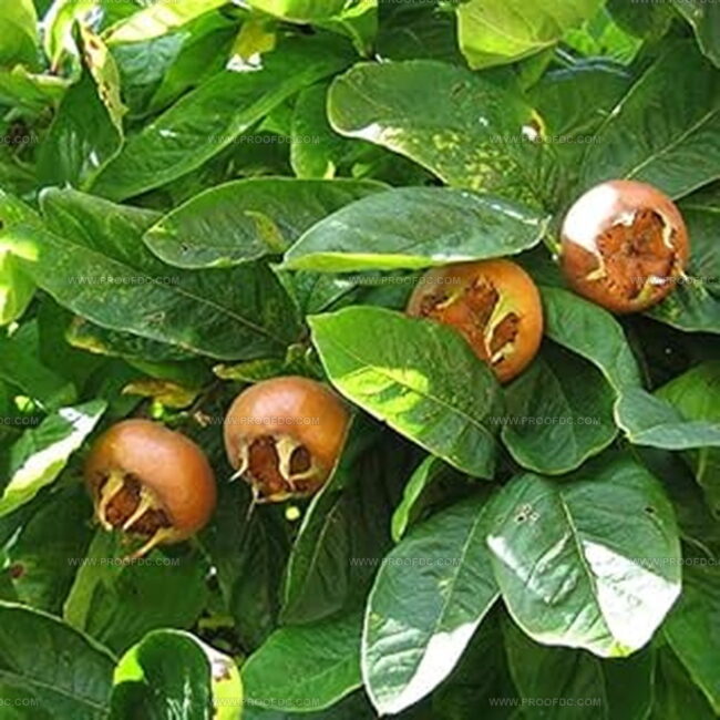 Medlar