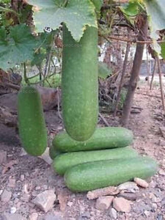 Fuzzy Melon