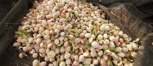 Mandorla Di Toritto