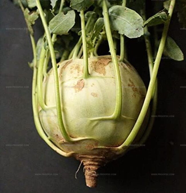 Kohlrabi
