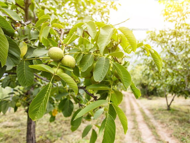 What Are Walnuts?