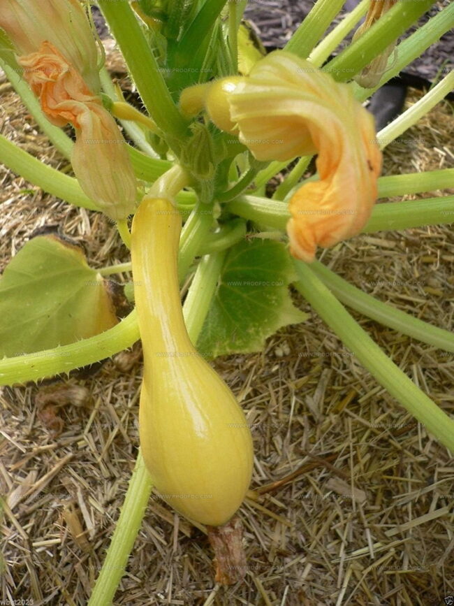Yellow Crookneck Squash