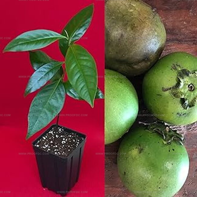 Sapote Noir