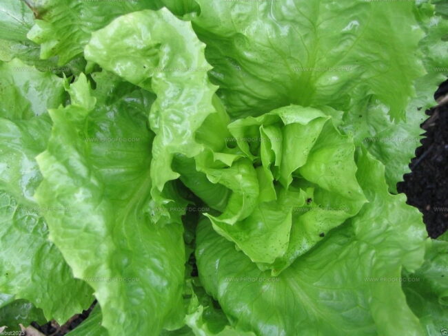 Escarole