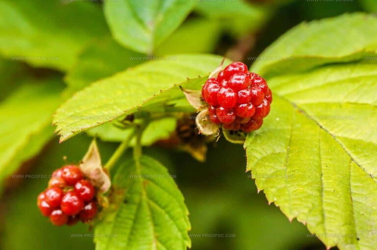 What Does Boysenberry Taste Like? Sweet-Tart Magic in a Berry