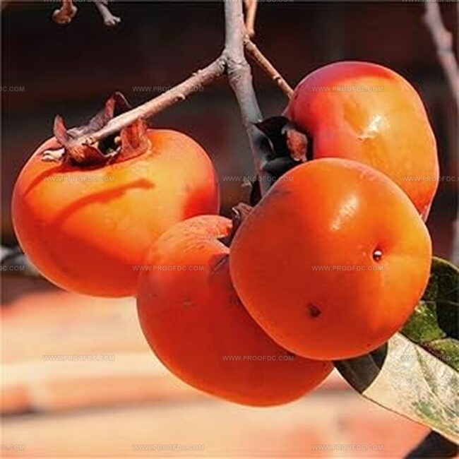 Sharon Fruit